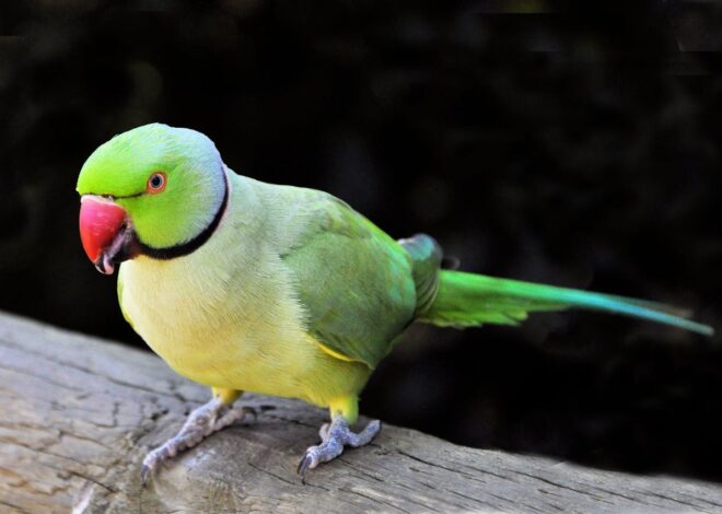 These Speaking Parrots for Sale Are Smarter Than You Think