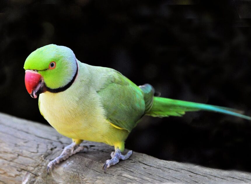 These Speaking Parrots for Sale Are Smarter Than You Think