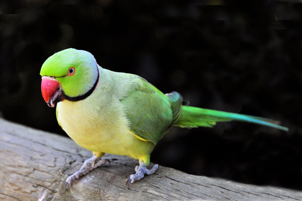 These Speaking Parrots for Sale Are Smarter Than You Think