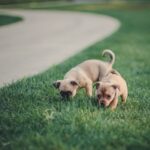 tan pug puppies