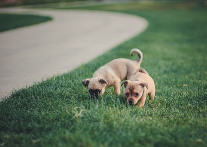 Why Everyone Is Obsessed with Black and Tan Pug Puppies for Sale
