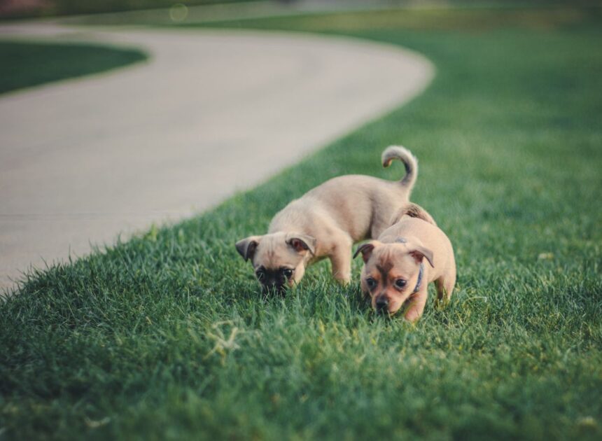 Why Everyone Is Obsessed with Black and Tan Pug Puppies for Sale