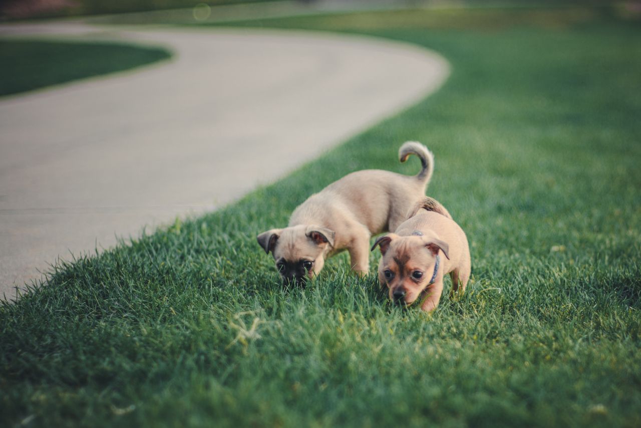 Why Everyone Is Obsessed with Black and Tan Pug Puppies for Sale